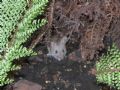 Mus musculus domesticus